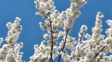 Çiçekli bahar ağacı.