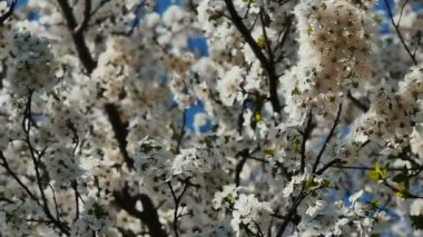 Çiçekli bahar ağacı.