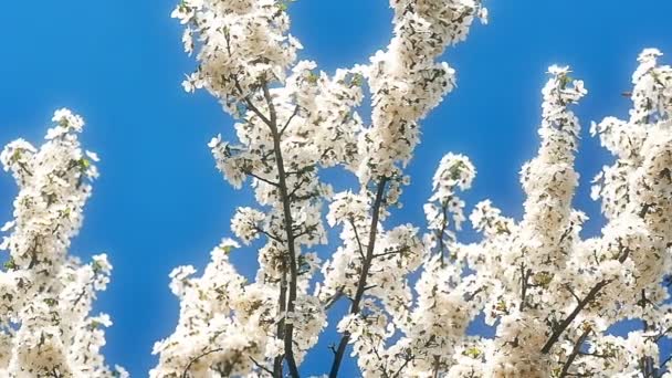Wiosenne drzewo z kwiatami — Wideo stockowe