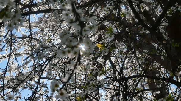 Albero di fiori primaverili con fiori — Video Stock