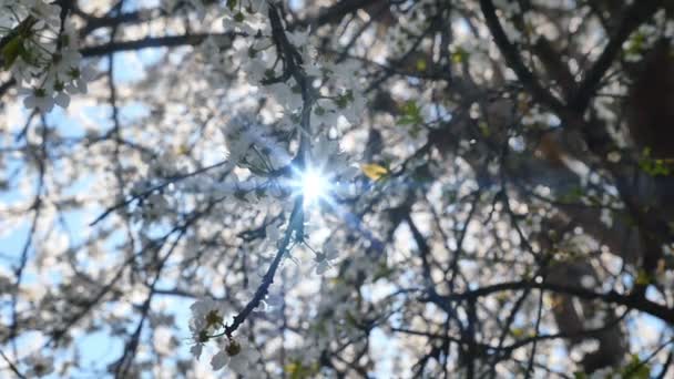 Frühlingsblütenbaum mit Blumen — Stockvideo