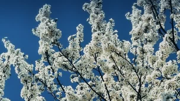 Frühlingsblütenbaum mit Blumen — Stockvideo