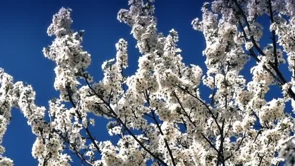 Árbol de flor de primavera con flores — Vídeo de stock