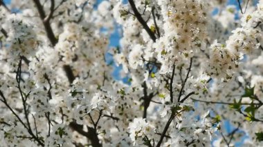 Çiçekli bahar ağacı.