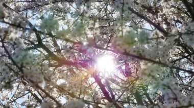 Çiçekli bahar ağacı.