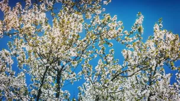 Árvore de flor de primavera com flores — Vídeo de Stock