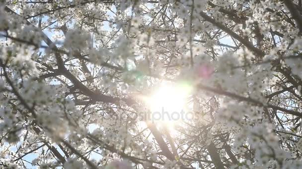 Albero di fiori primaverili con fiori — Video Stock