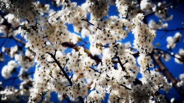 Spring blossom tree with flowers — Stock Video