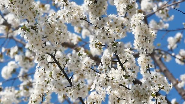 Jarní kvetoucí strom s květinami