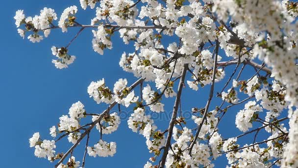 Spring blossom tree with flowers — Stock Video