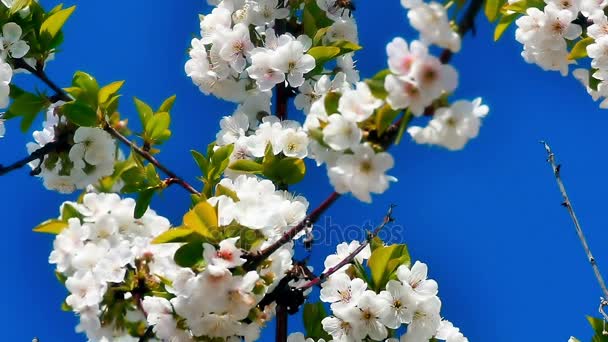 Frühlingsblütenbaum mit Blumen — Stockvideo