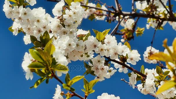 Árvore de flor de primavera com flores — Vídeo de Stock