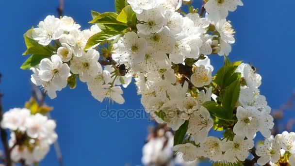 Весняне розквітле дерево з квітами — стокове відео