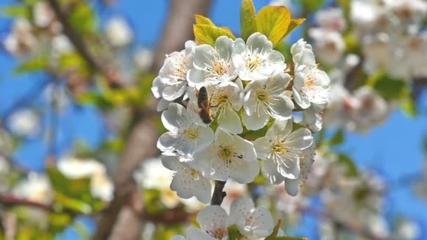 Árvore de flor de primavera com flores — Vídeo de Stock