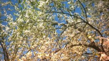 4k çiçekli ağaç bahar çiçeği