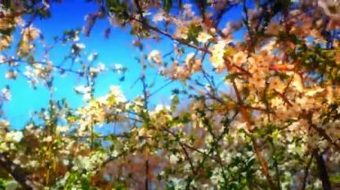 4k çiçekli ağaç bahar çiçeği