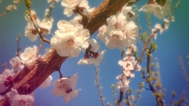 Δέντρο ανθίσει την άνοιξη με λουλούδια 4k — Αρχείο Βίντεο
