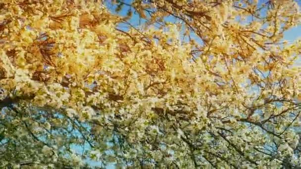 Lente bloesem boom met bloemen 4k — Stockvideo