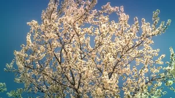 Printemps arbre à fleurs avec des fleurs 4k — Video