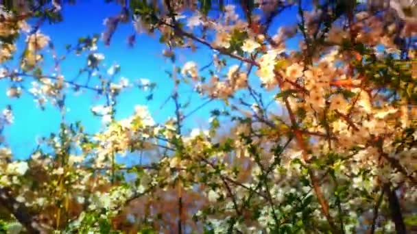 Lente bloesem boom met bloemen 4k — Stockvideo