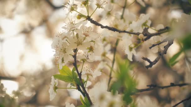 Frühlingsblütenbaum mit Blumen 4k — Stockvideo