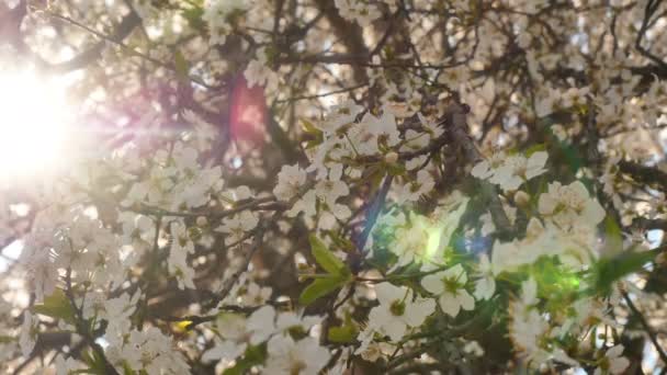Wiosna kwiat drzewo z kwiatami 4k — Wideo stockowe