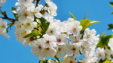 4k çiçekli ağaç bahar çiçeği