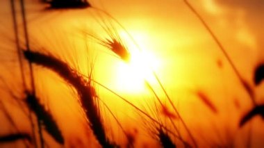 gün batımı çim ağır çekim
