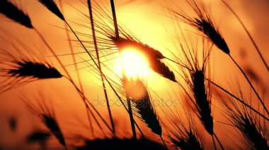 gün batımı çim ağır çekim