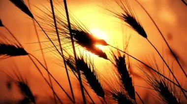 gün batımı çim ağır çekim