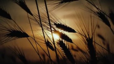 gün batımı çim ağır çekim