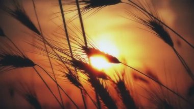 gün batımı çim ağır çekim