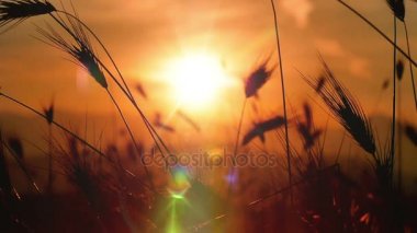 gün batımı çim ağır çekim