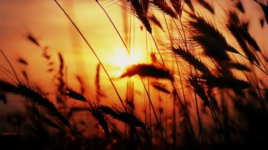 gün batımı çim ağır çekim