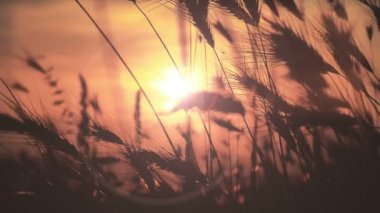 gün batımı çim ağır çekim