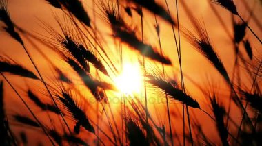 gün batımı çim ağır çekim