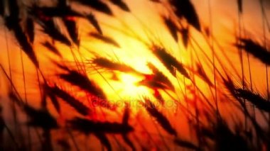 gün batımı çim ağır çekim