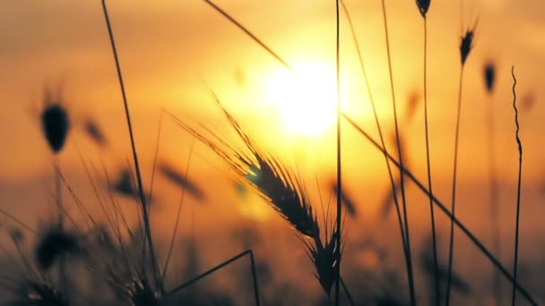Puesta del sol hierba cámara lenta — Vídeo de stock