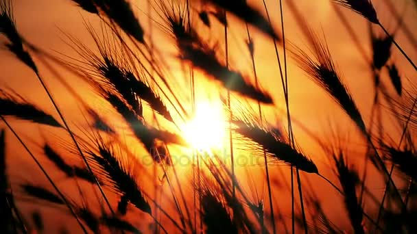 Por do sol grama câmera lenta — Vídeo de Stock