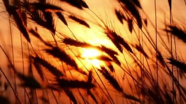 gün batımı çim ağır çekim