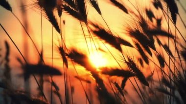 gün batımı çim ağır çekim