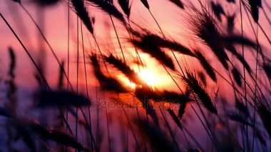 gün batımı çim ağır çekim