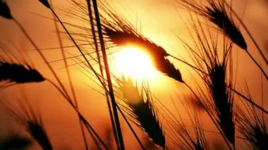 gün batımı çim alan 4k üzerinde