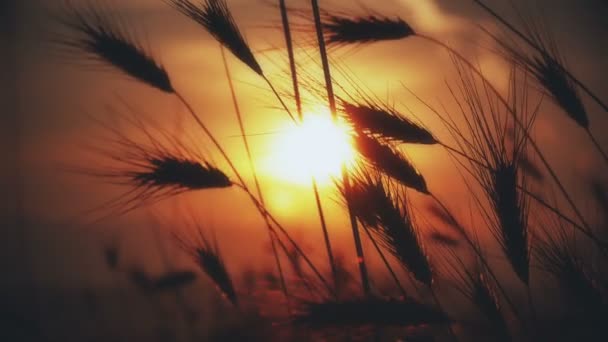 Sunset grass on field 4k — Stock Video