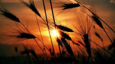 gün batımı çim alan 4k üzerinde