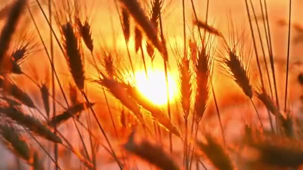 Sunset grass on field 4k — Stock Video