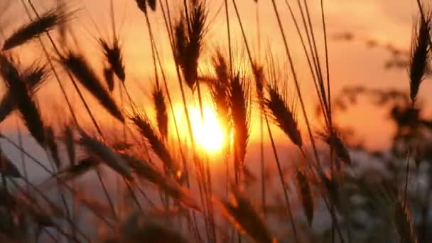 Sunset grass on field 4k — Stock Video