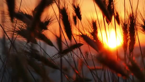 Sonnenuntergang Gras auf Feld 4k — Stockvideo