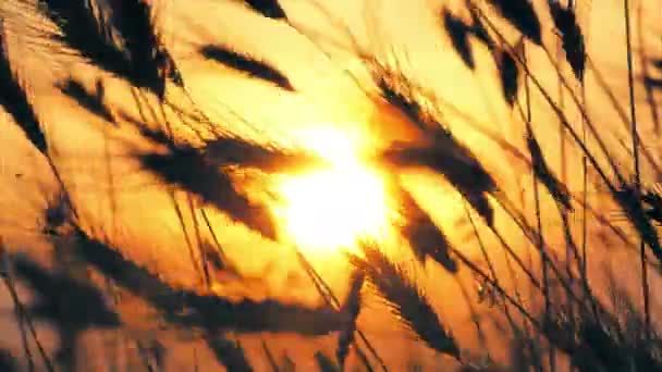 Solnedgången gräs på fältet 4k — Stockvideo