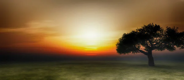 Strom na poli sunrise — Stock fotografie